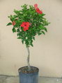 Rosa-sinensis